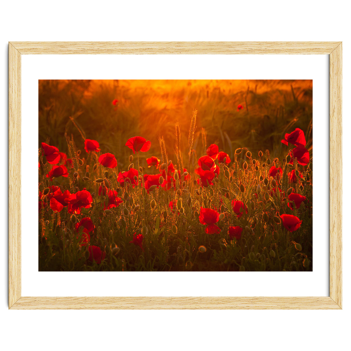 Poppies At Summer (1)