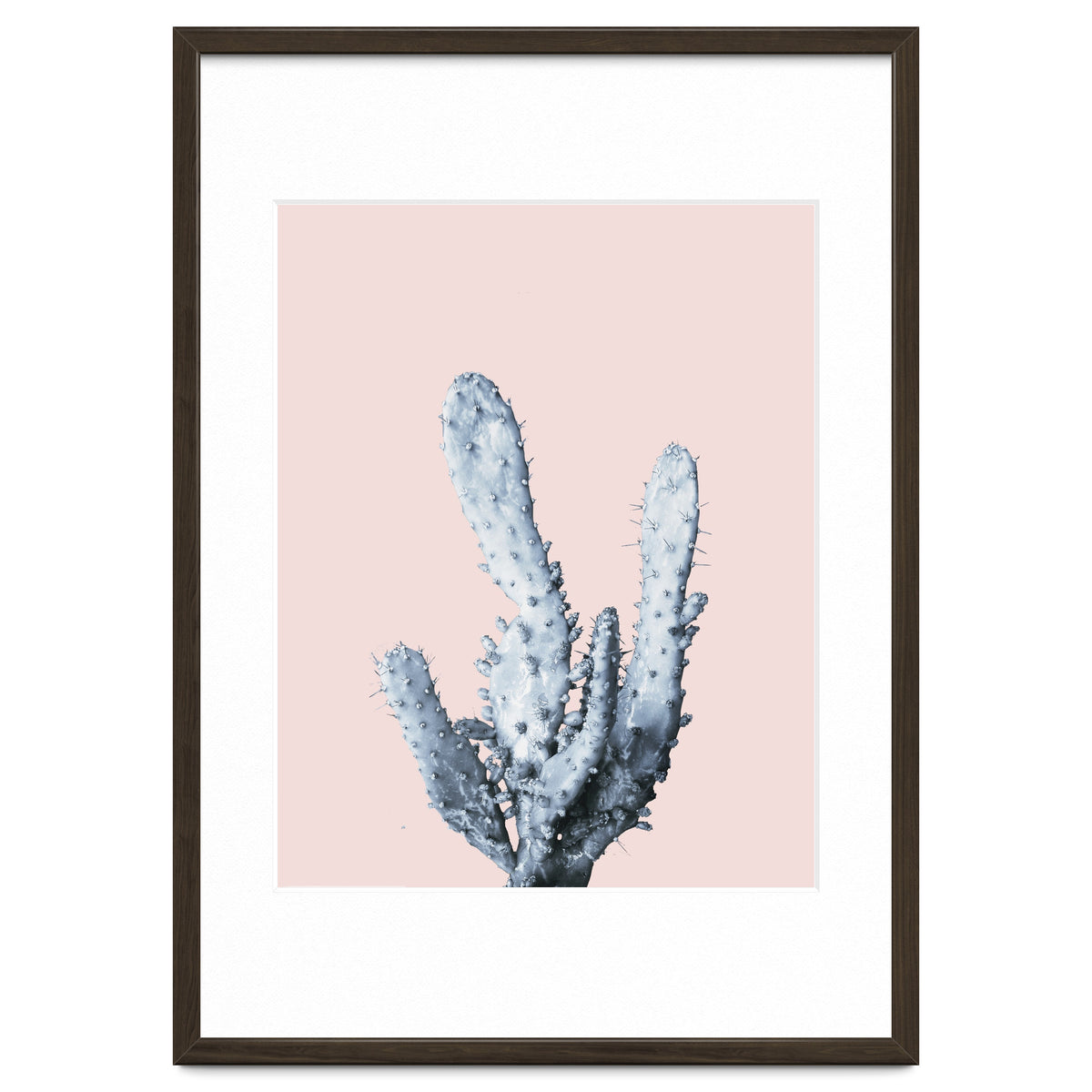 Cactus collection BL-I