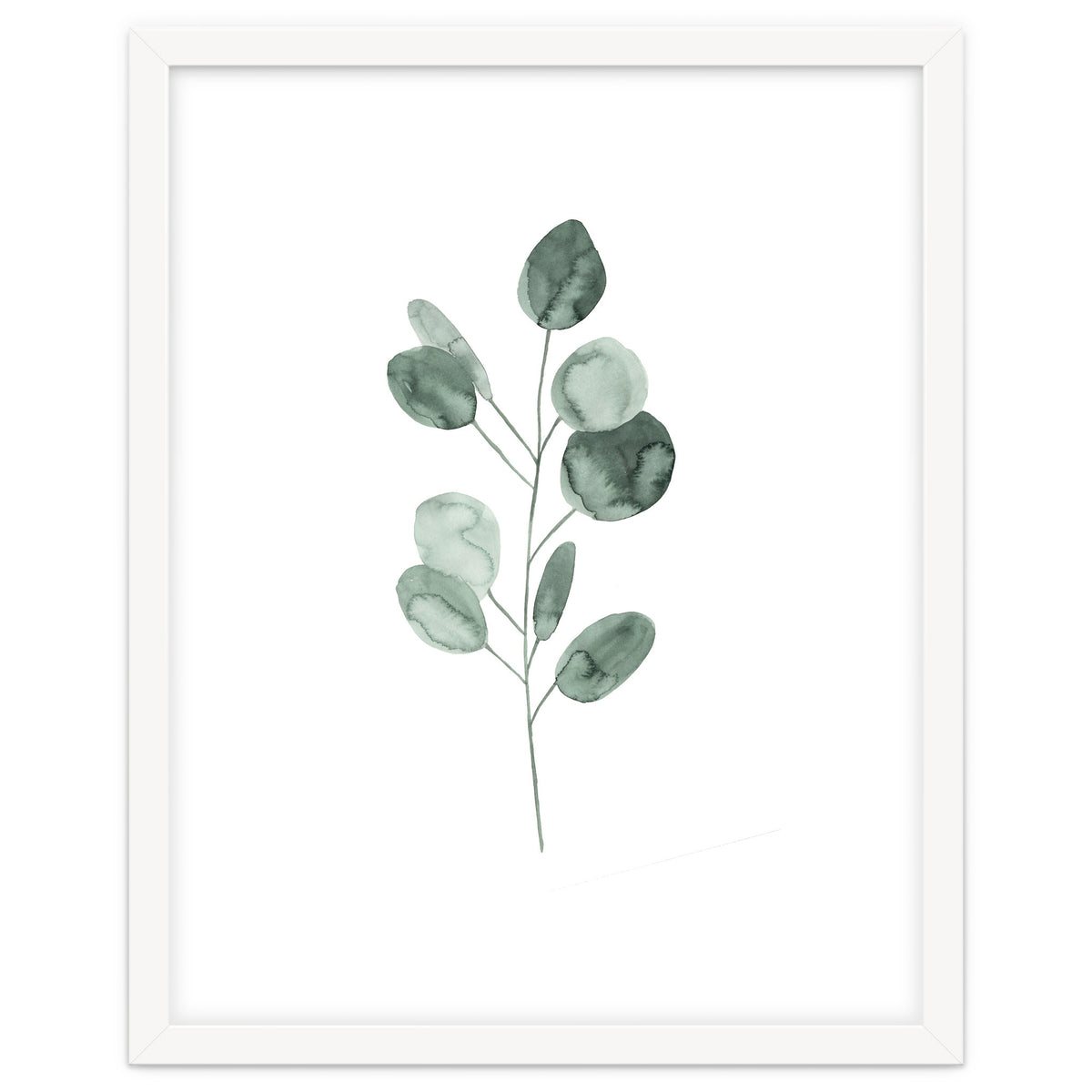 Botanical Illustration Eukalyptus2