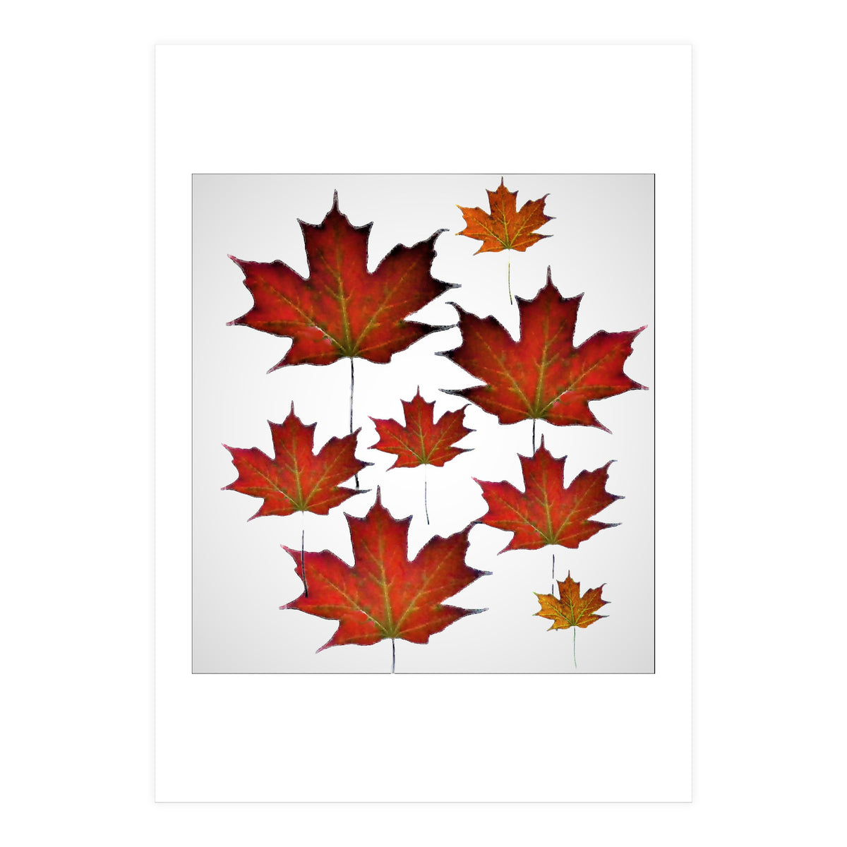 Autumn  leaves (Print Only)
