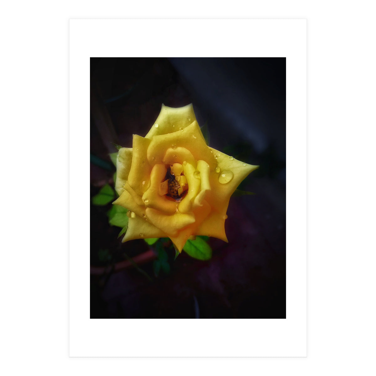 Yellow Flora (Print Only)