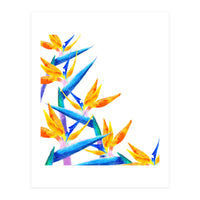 Bird Of Paradise Watercolor (Print Only)