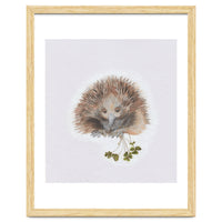 Echidna - Australian Animal Series