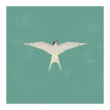 Arctic Tern (Print Only) thumbnail