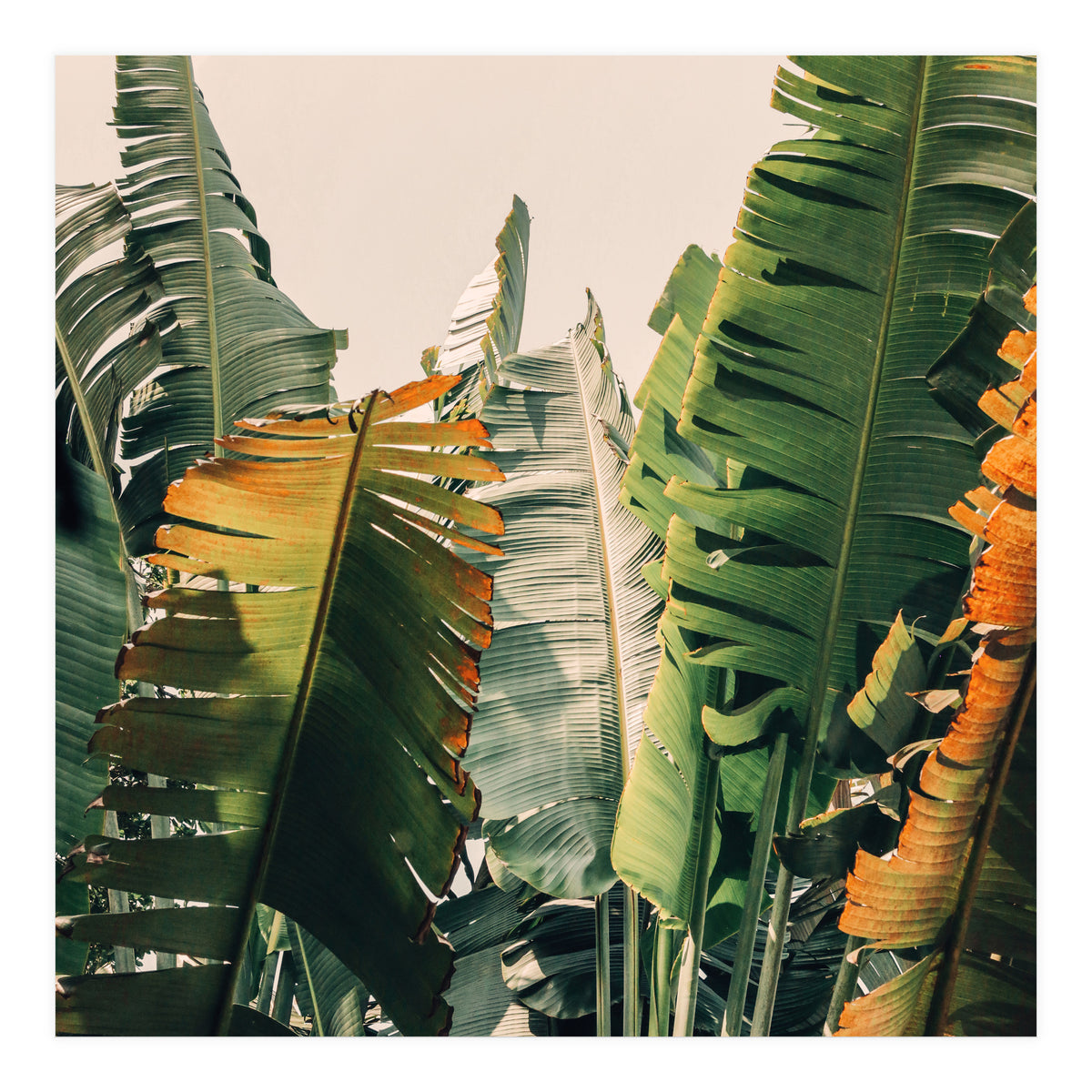 Shades Of Summer (Print Only)