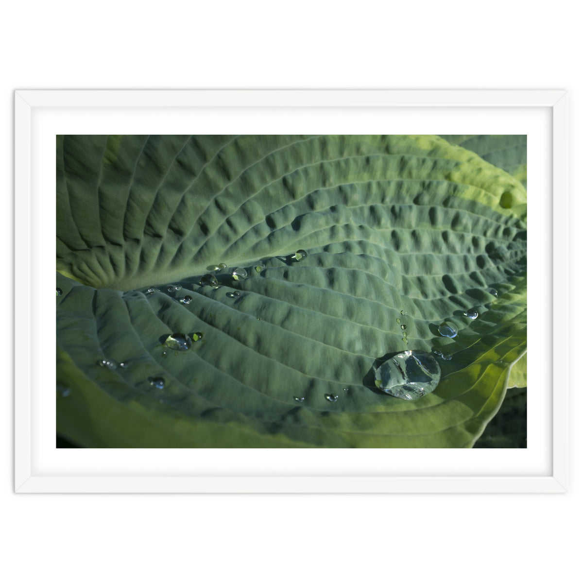 Hosta With Raindrops
