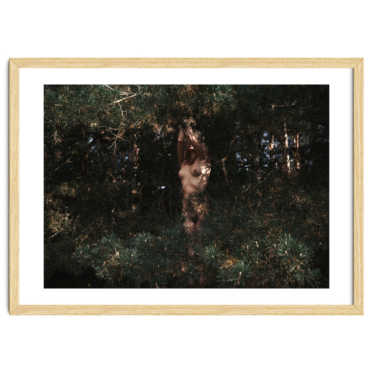 The Eyes of the Forest