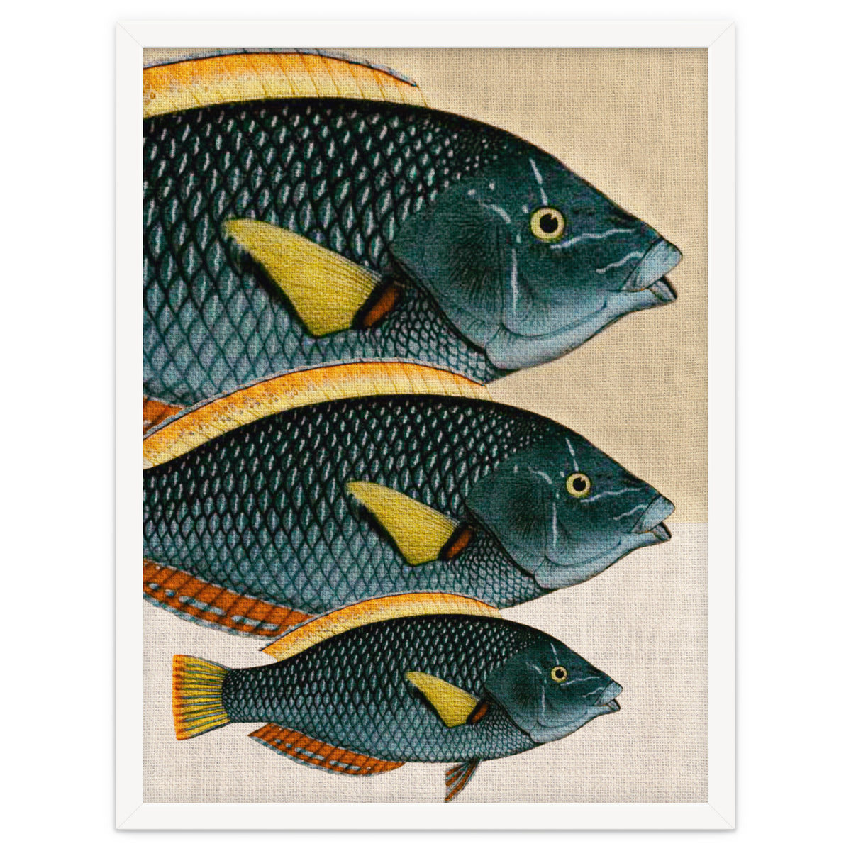Fish Classic Designs 10
