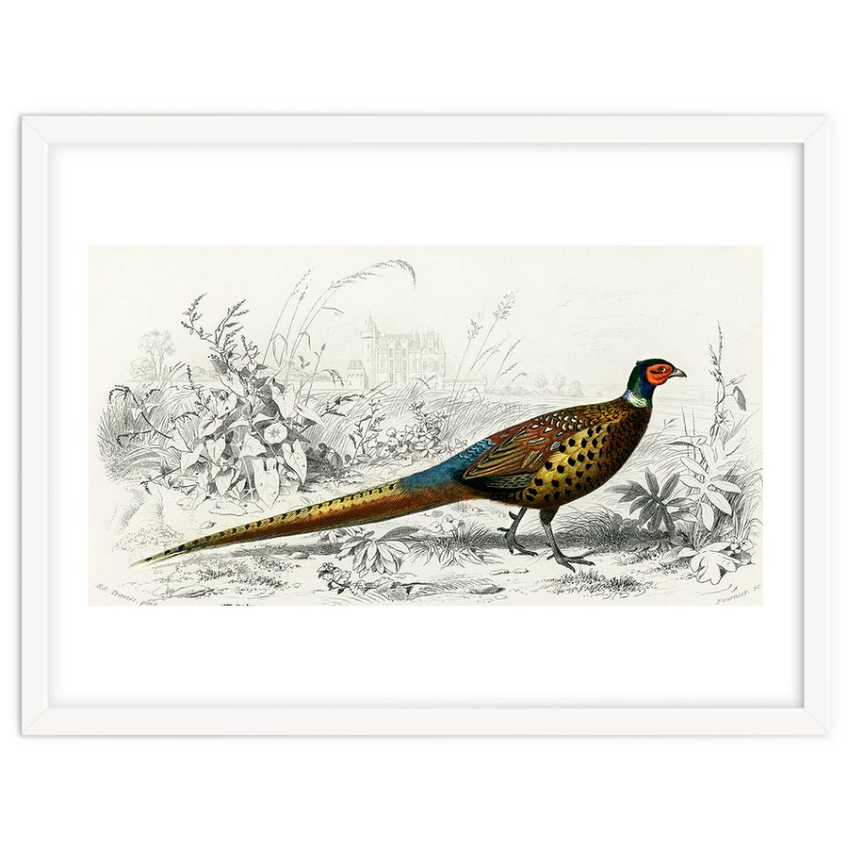Ring-neckrd pheasant illustrated