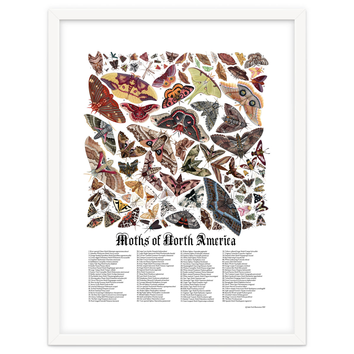 Moths of North America