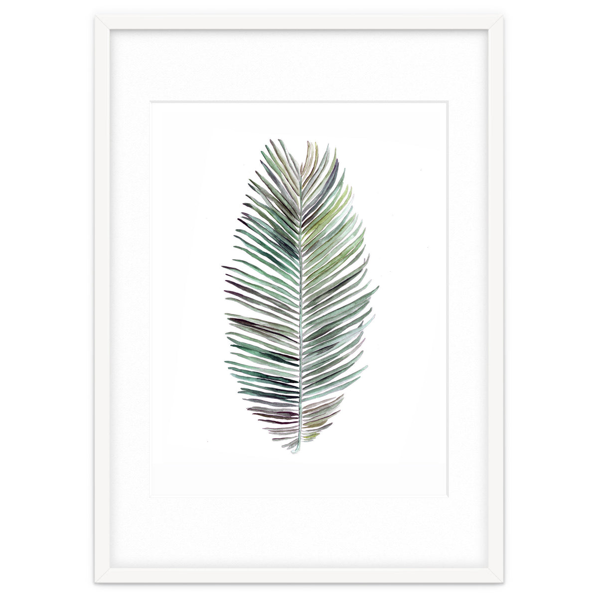 Botanical Illustration Cocos Palm