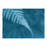 Pteridopsida 1 (Print Only) thumbnail