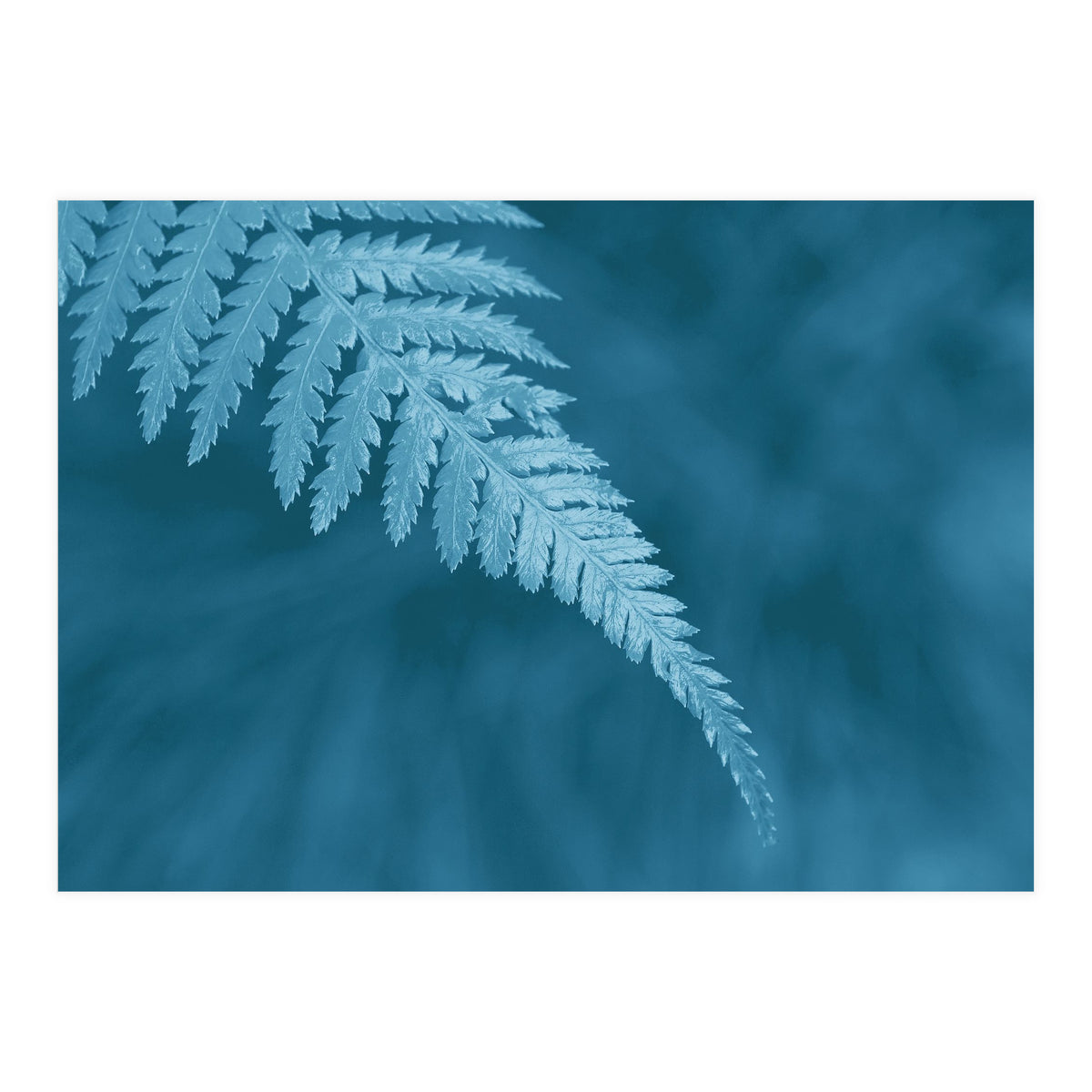 Pteridopsida 1 (Print Only)