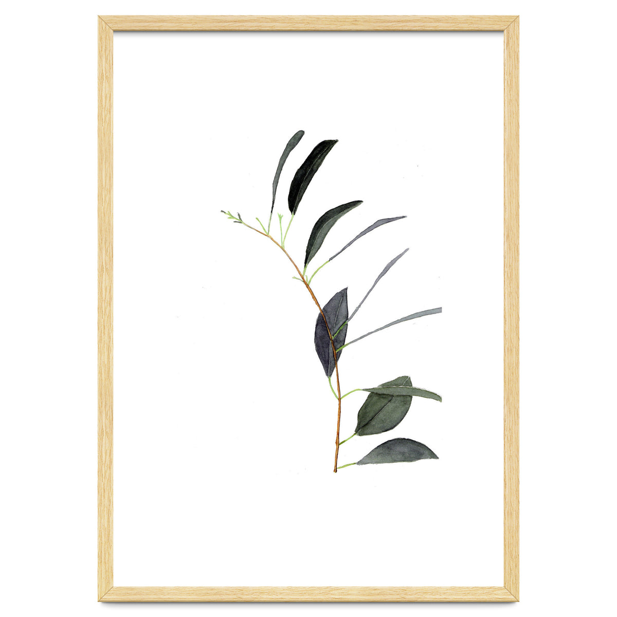 Untitled #14 - Eucalyptus