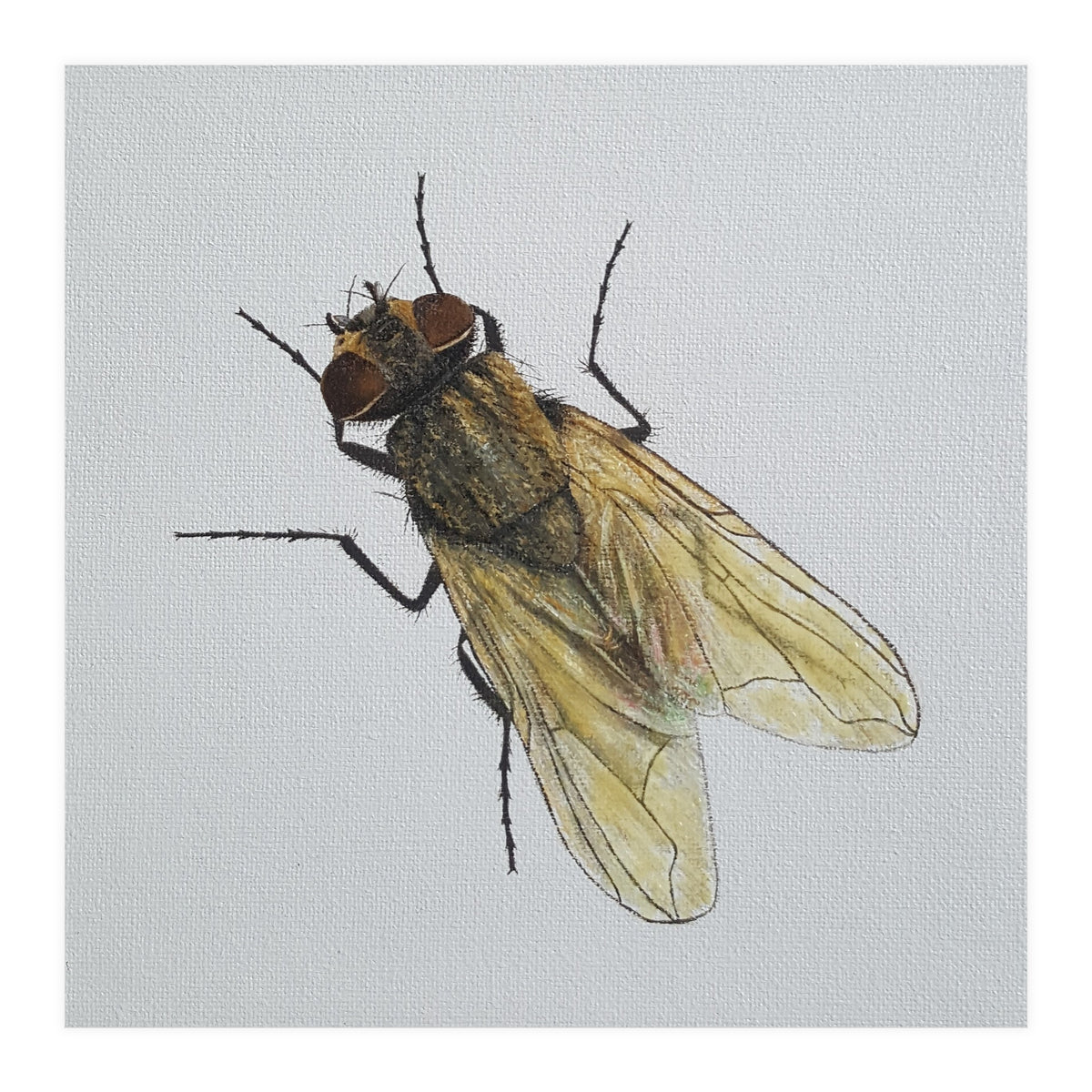 Fly on the wall (Print Only)