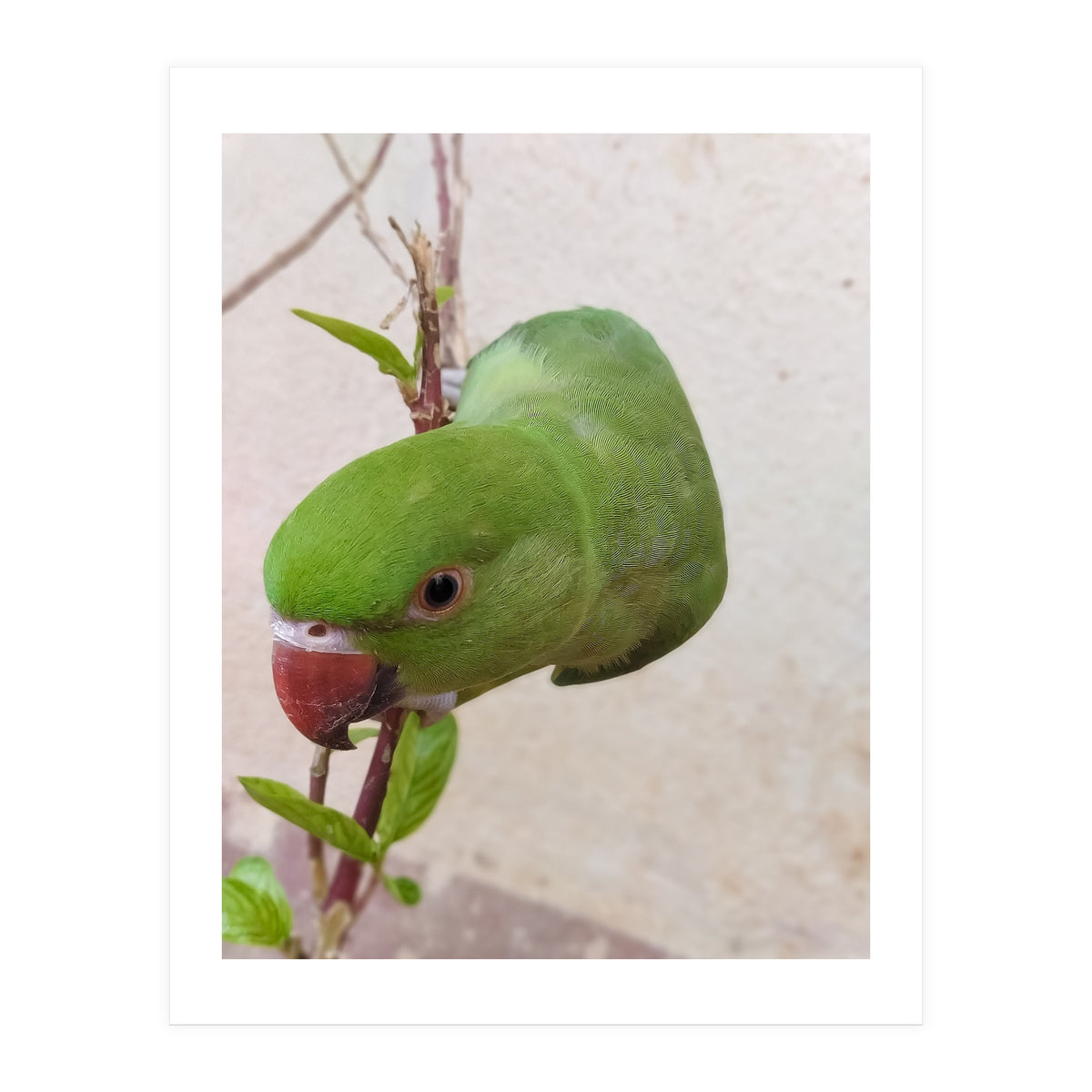Cute Parrot (Print Only)