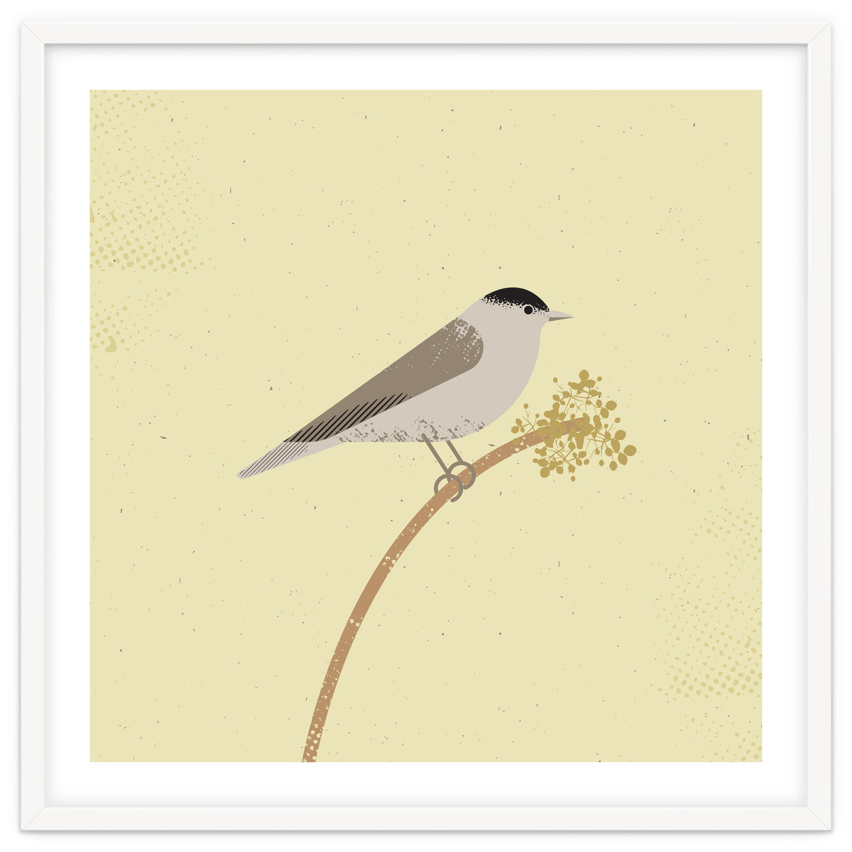 Blackcap