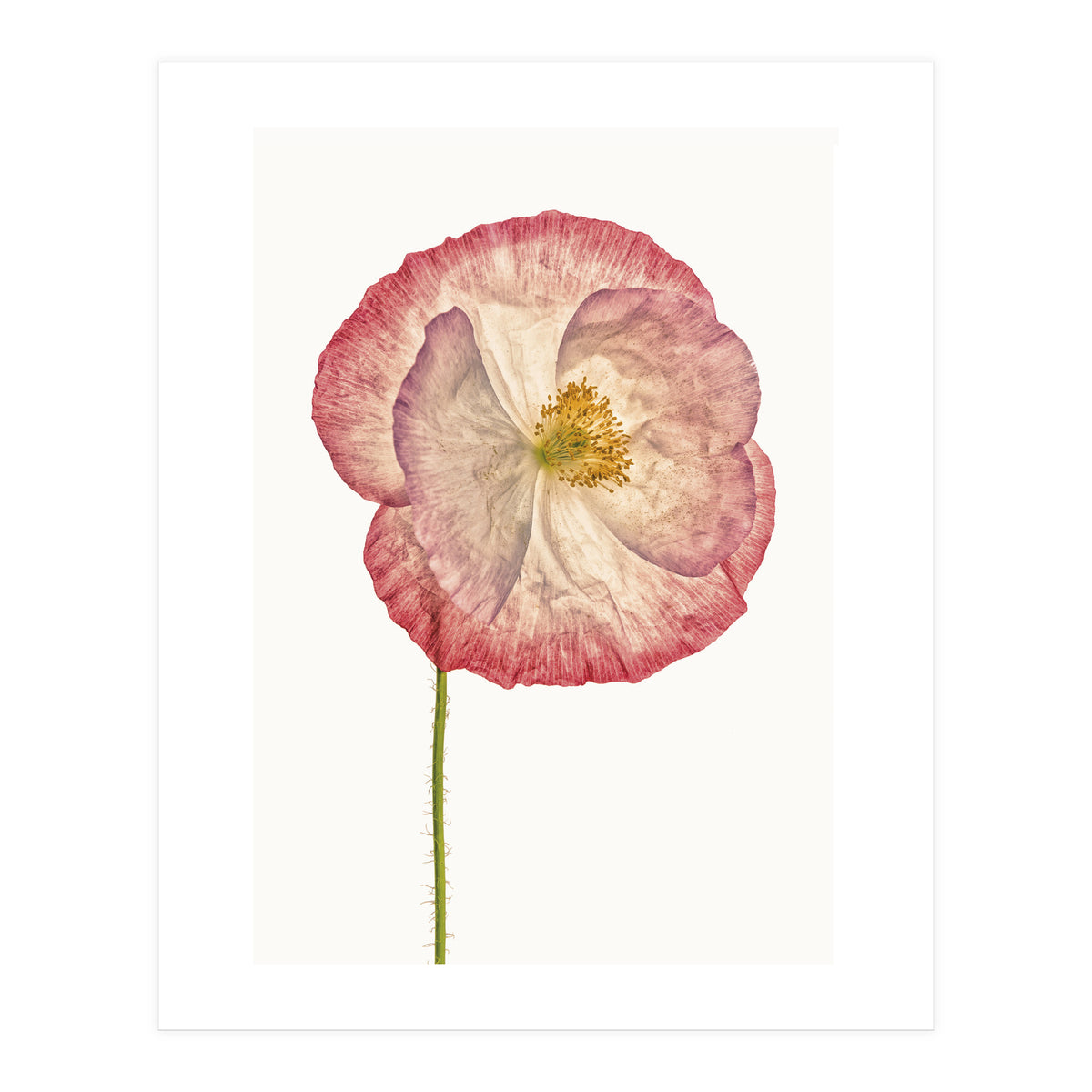 Cc Poppy 06 (Print Only)