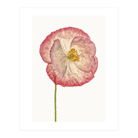 Cc Poppy 06 (Print Only)