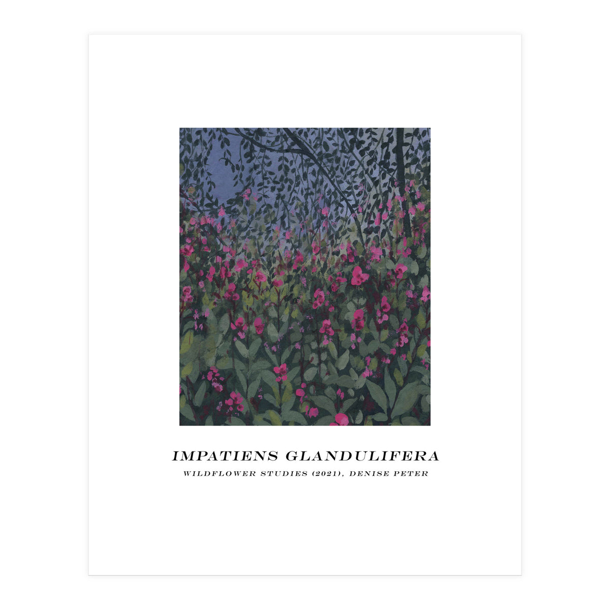 Impatiens Glandulifera (Print Only)
