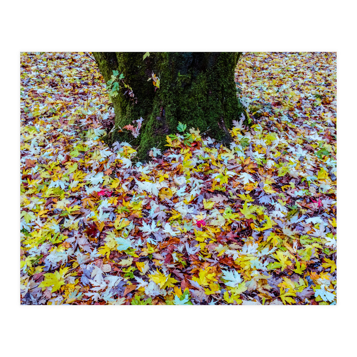 Autumn Leaves (Print Only)