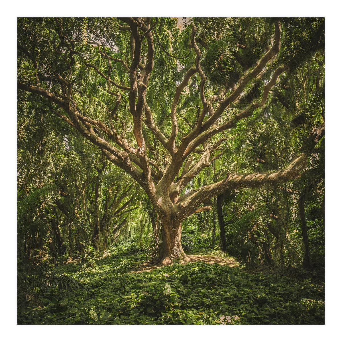 Spirits inside the wood (Print Only)