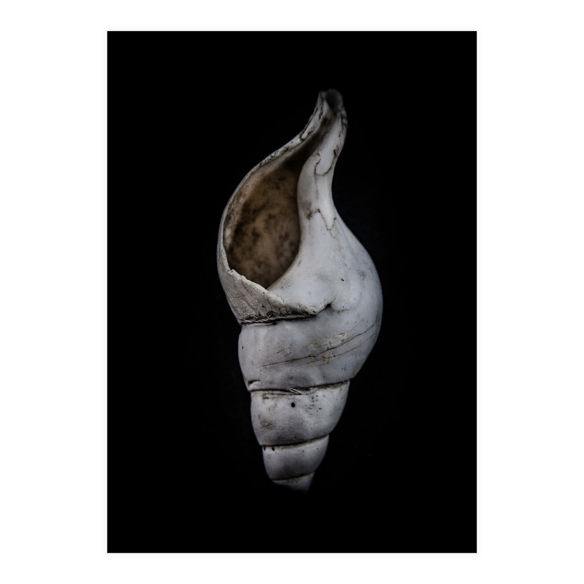 Shells No 12 Color Version (Print Only)