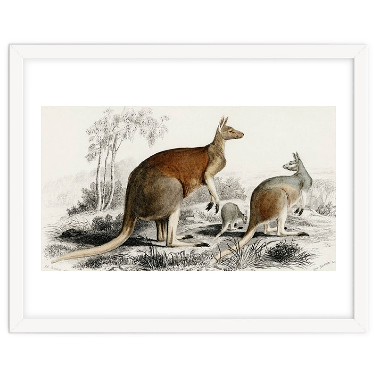 The red kangaroo illustrated
