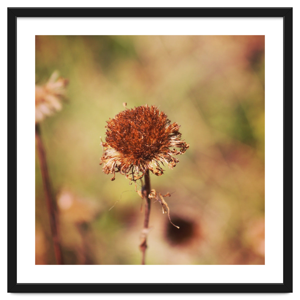 dried daisy