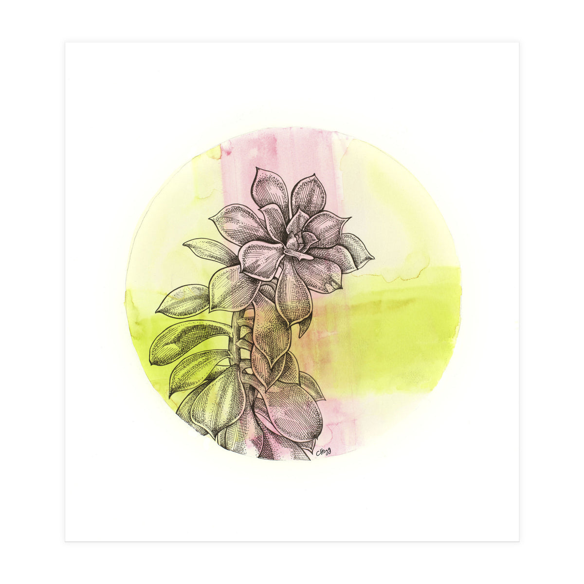 Succulent On Pink And Green (Print Only)