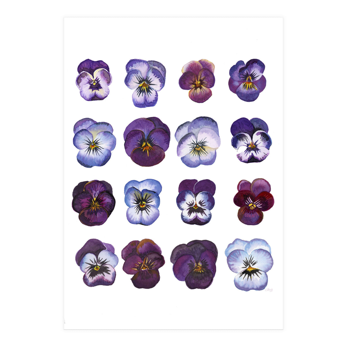 A Watercolour Study Of Violas (Print Only)