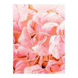 Blushing (Print Only) thumbnail