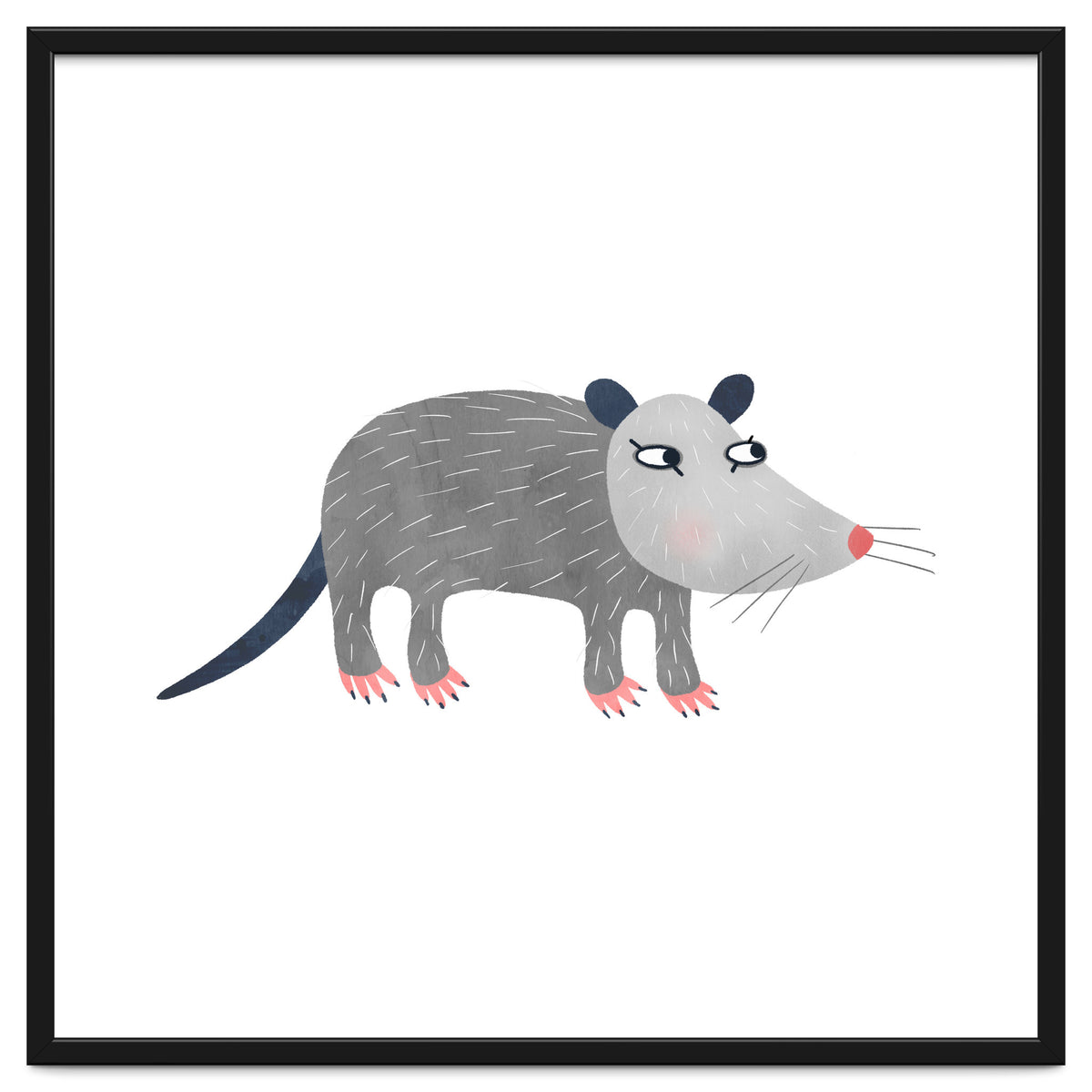 Possum