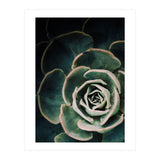 Darkside Of Succulents 4-D (Print Only) thumbnail