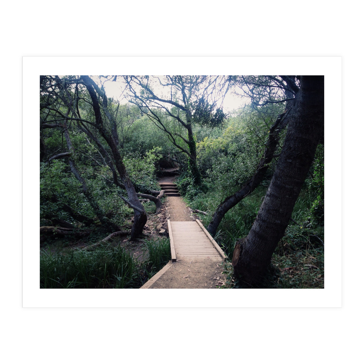 Glen Canyon Park (Print Only)