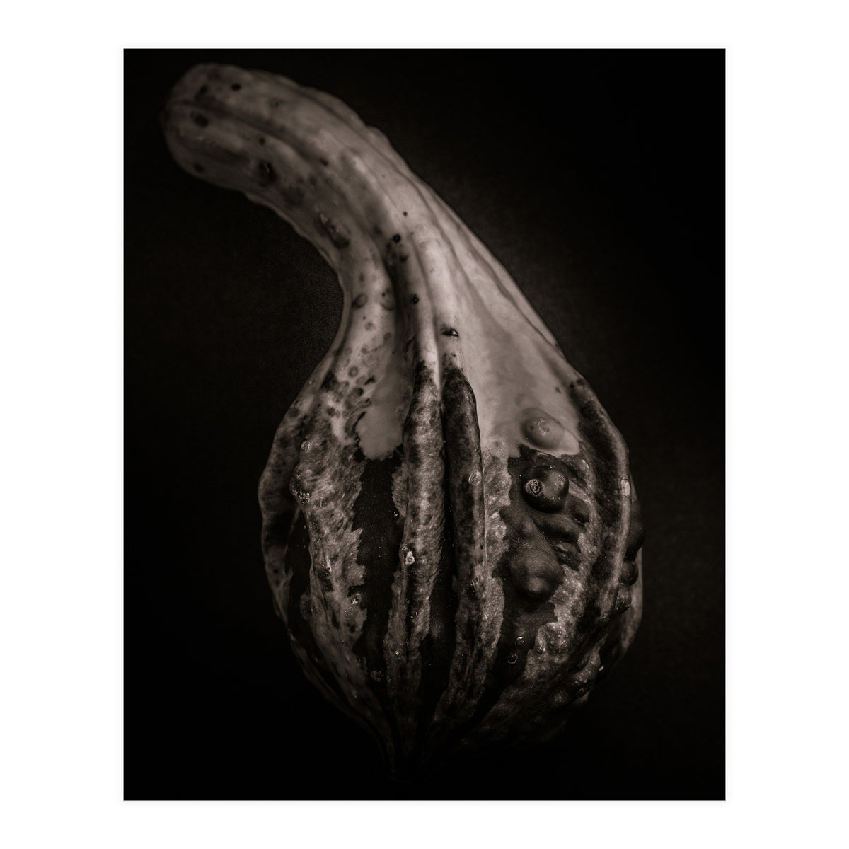 Gourds No 2 (Print Only)