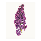 Cc Flower 07 (Print Only) thumbnail