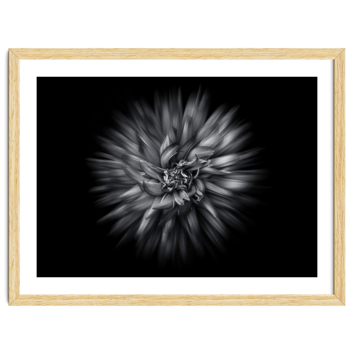 Backyard Flowers In Black And White 20 Flow Version