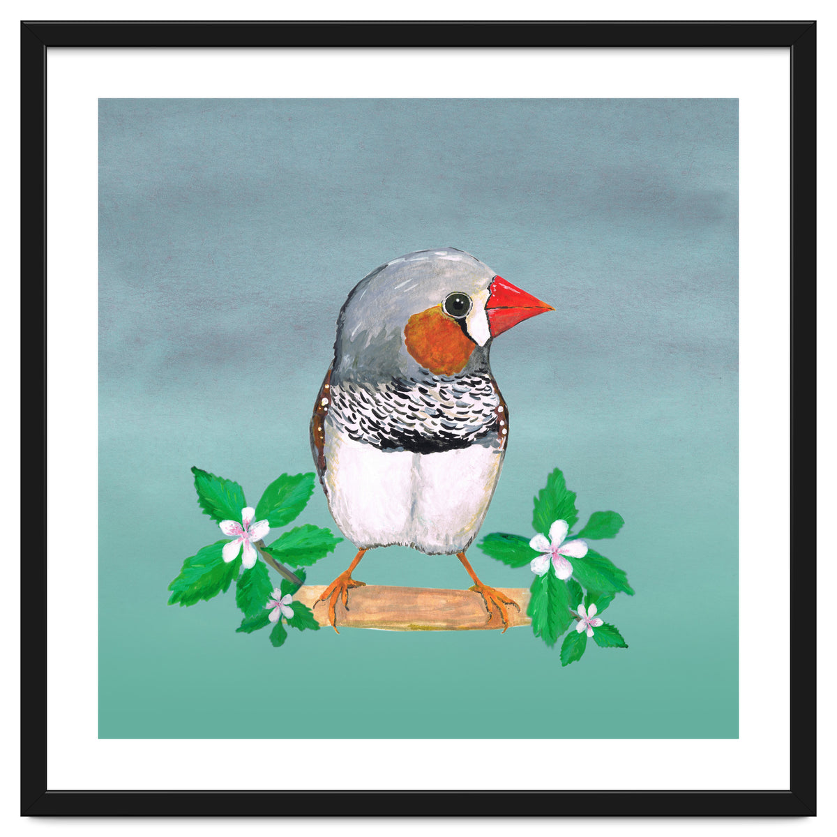 Zebra finch