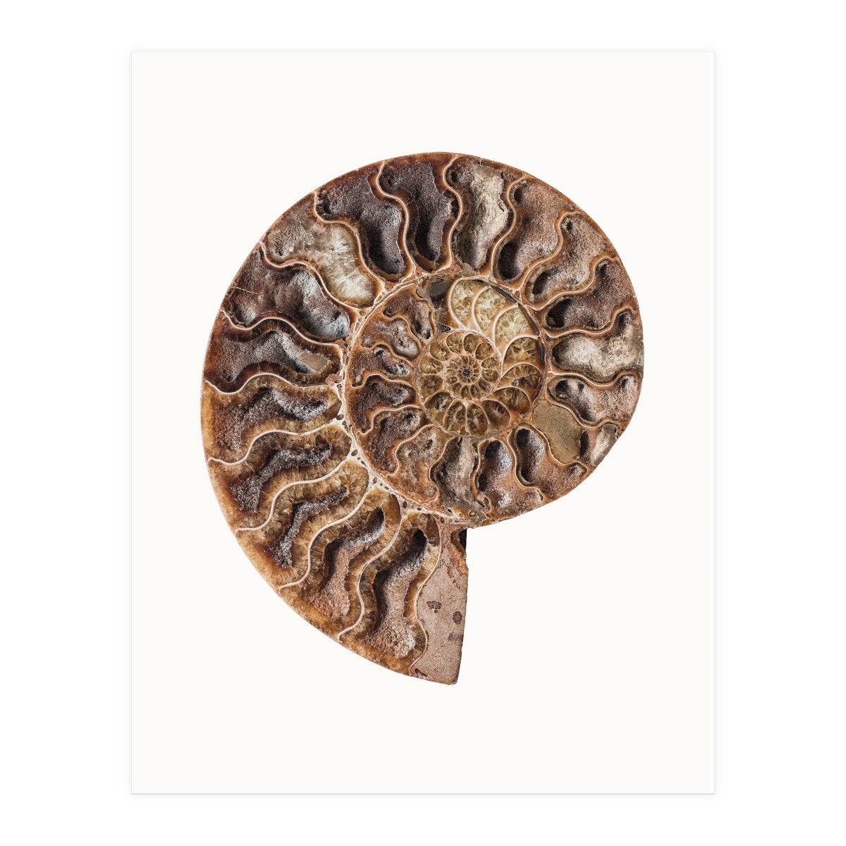 Cc Shell 05 (Print Only)