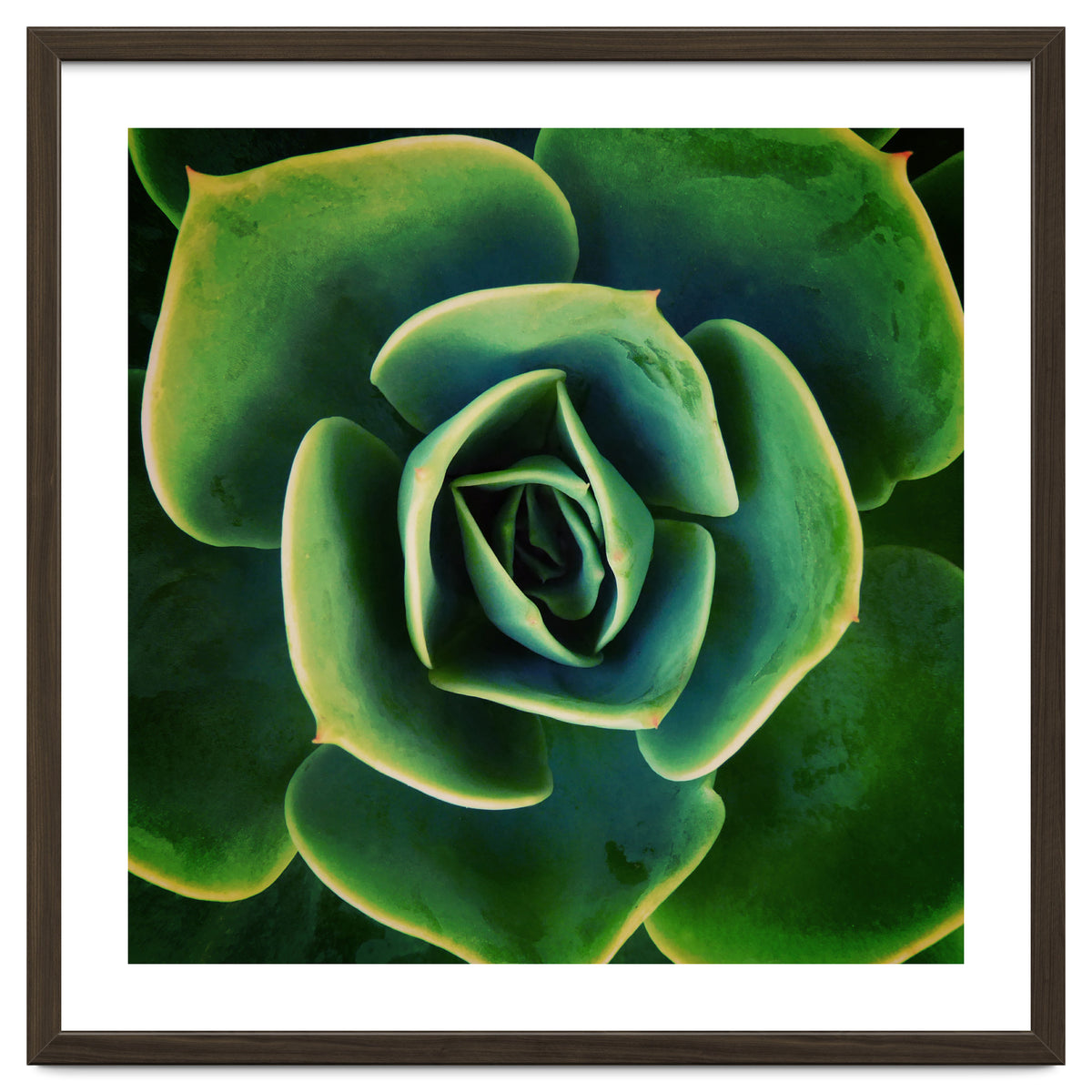 DARKSIDE OF SUCCULENTS XIII