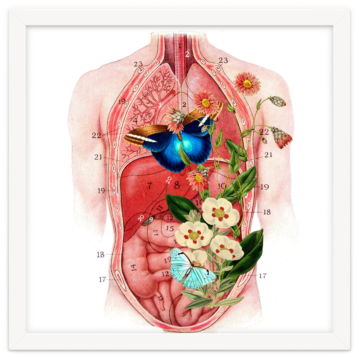 Butterflys In The Belly Makes Flower Grows