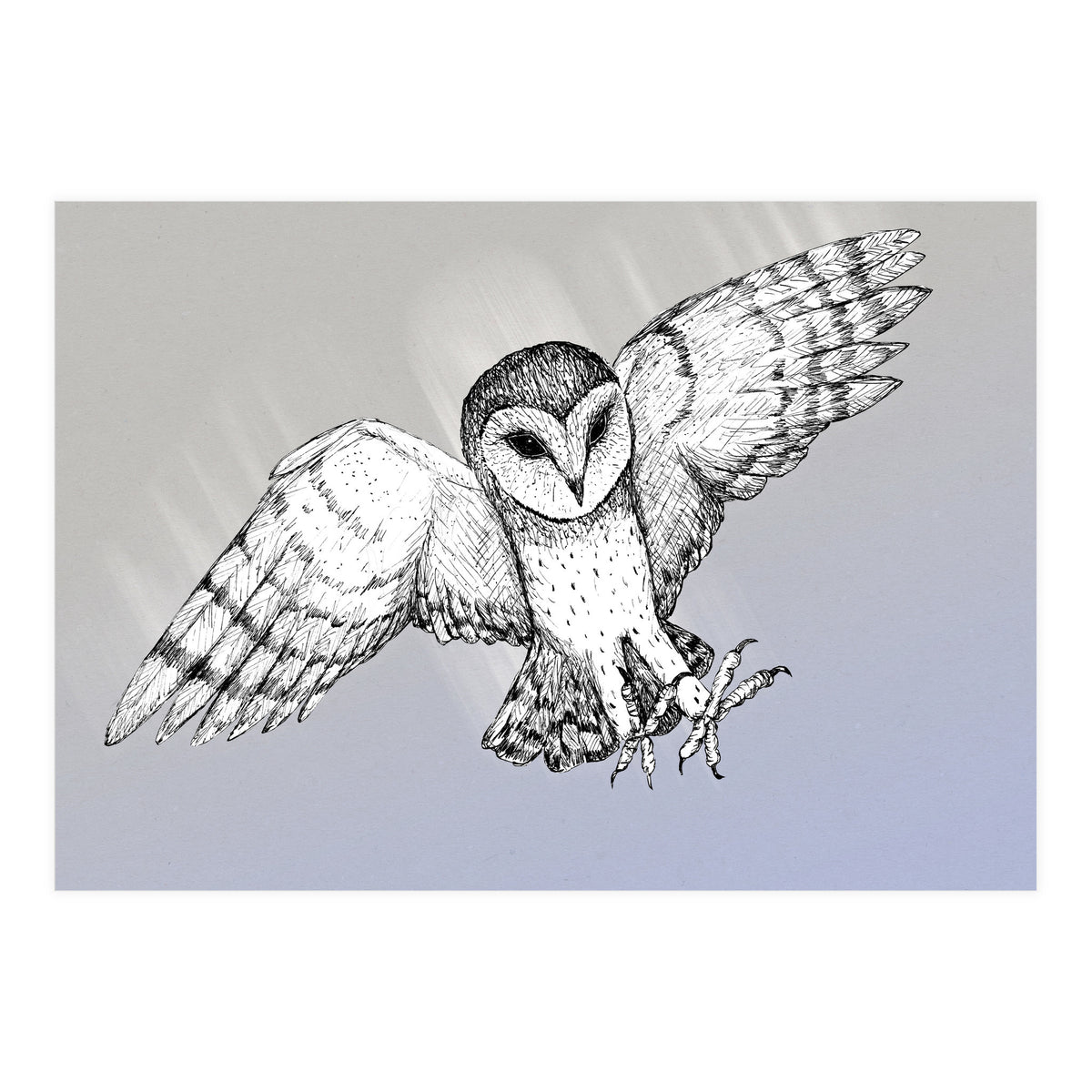 Attacking barn owl (Print Only)
