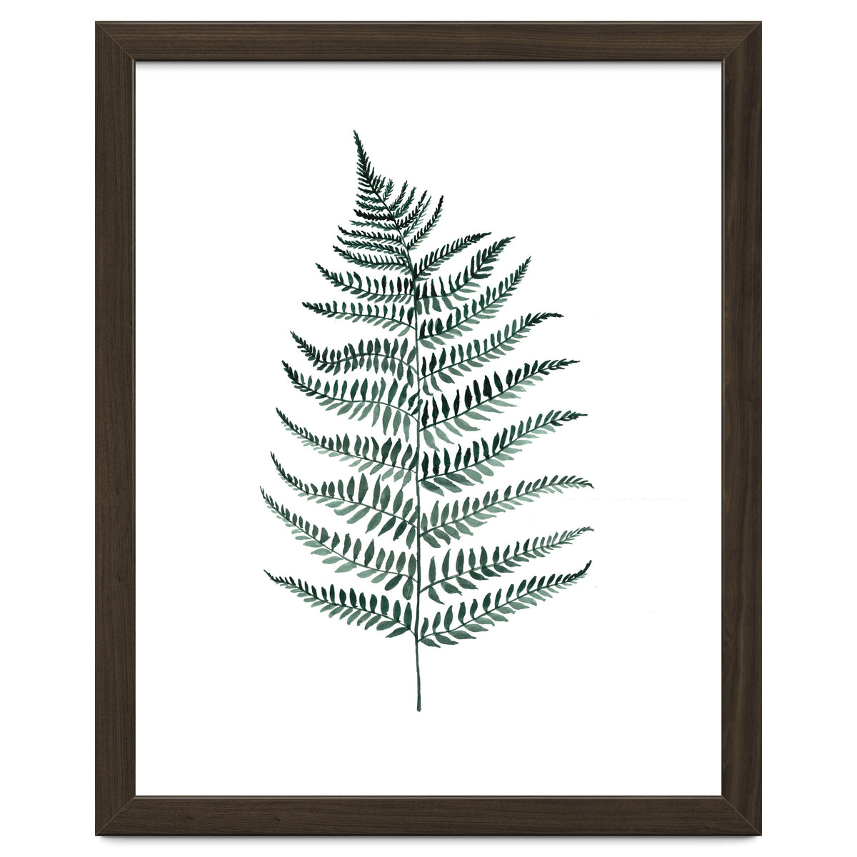 Botanical Illustration Silverfern