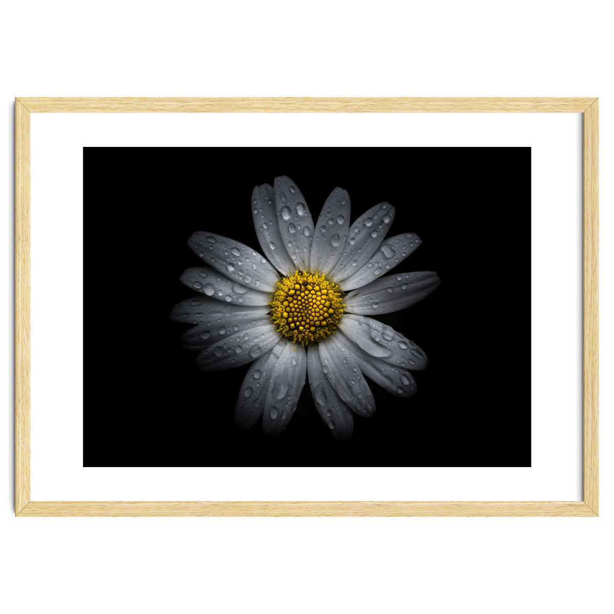 Backyard Flowers No 16 Color Version