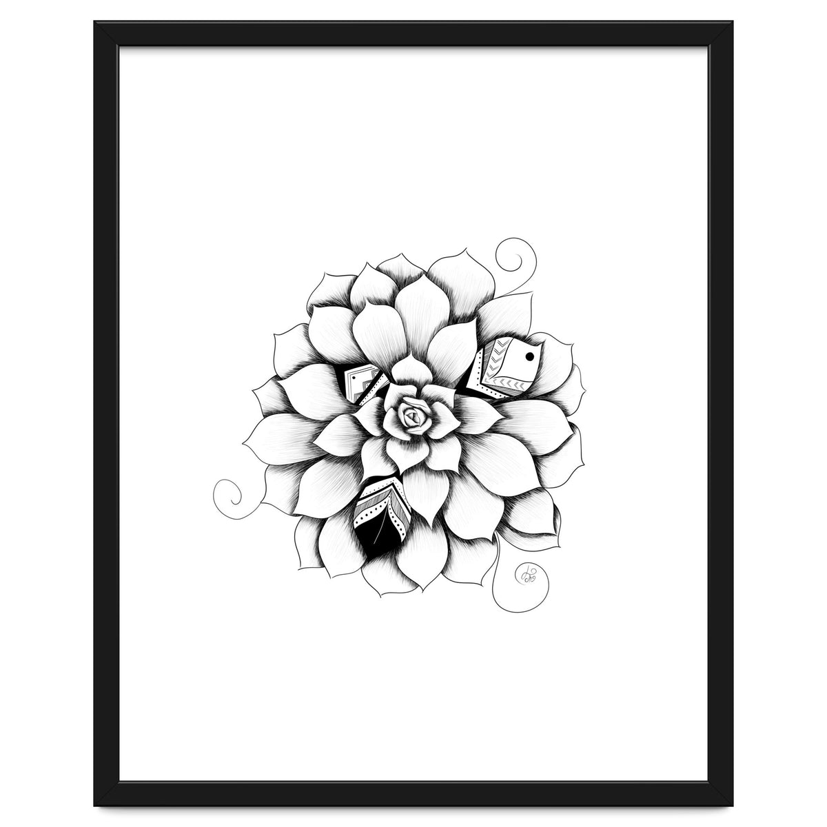 Poetic Echeveria Plant