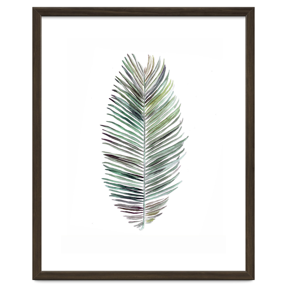 Botanical Illustration Cocos Palm
