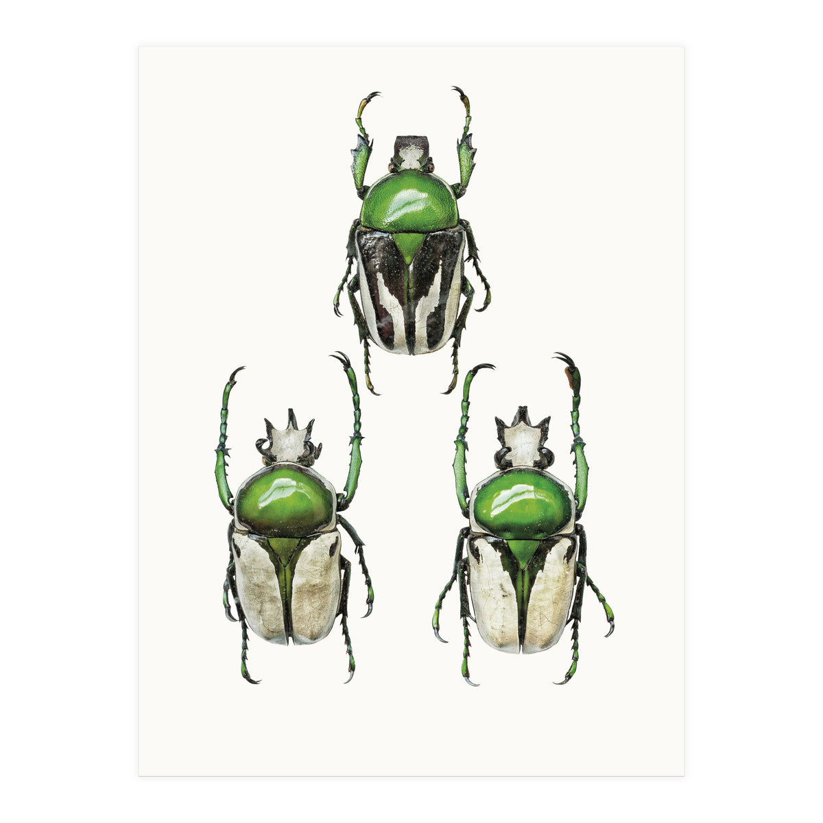 Cc Insects 04 (Print Only)