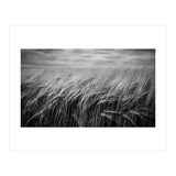Moody Barley Field (Print Only) thumbnail