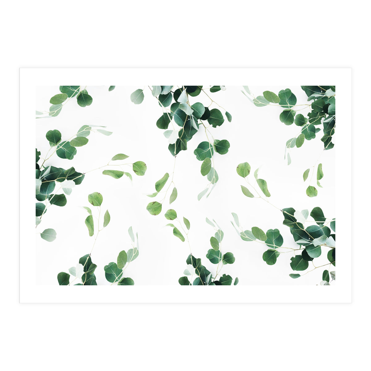 Botanical Celebration  (Print Only)